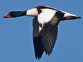 Common Shelduck